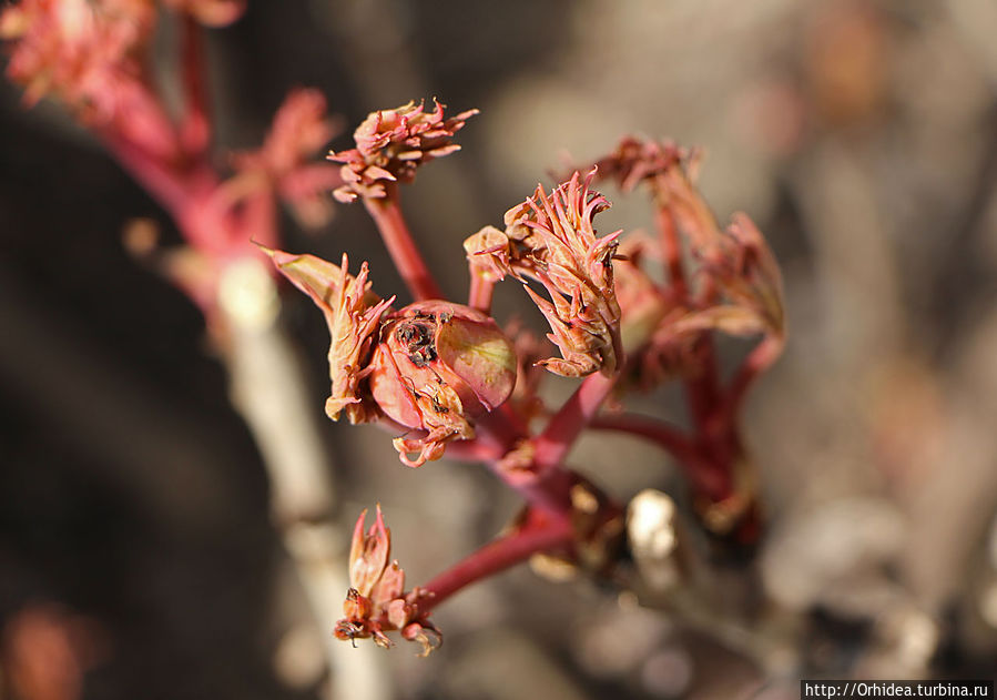 Пробуждение Харьковская область, Украина