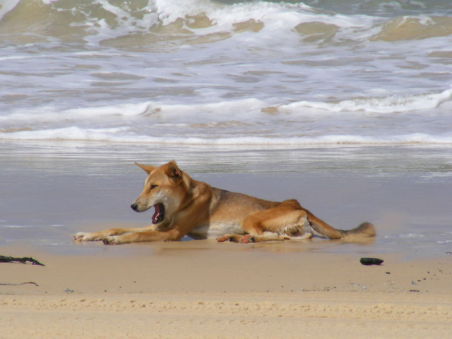 еше дикие собачки