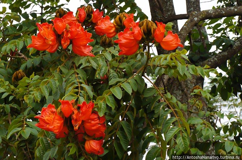 Цветы тюльпанного дерева. Гиконгоро, Руанда