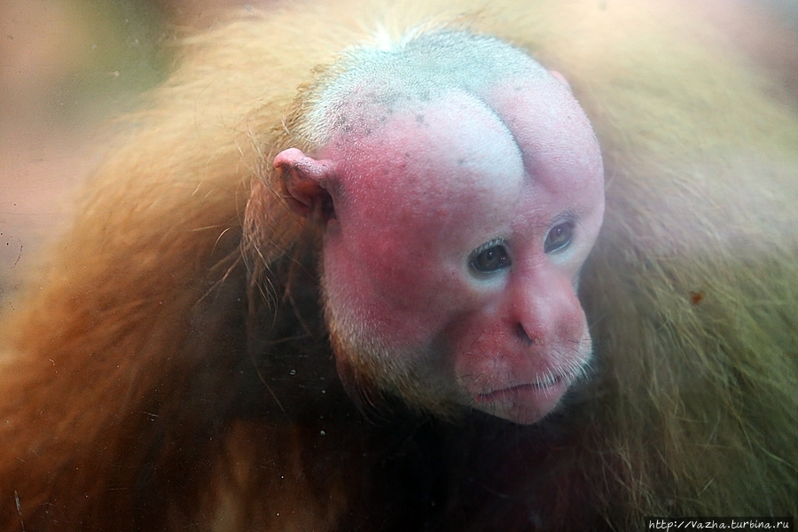 Зоопарк Лимы Лима, Перу