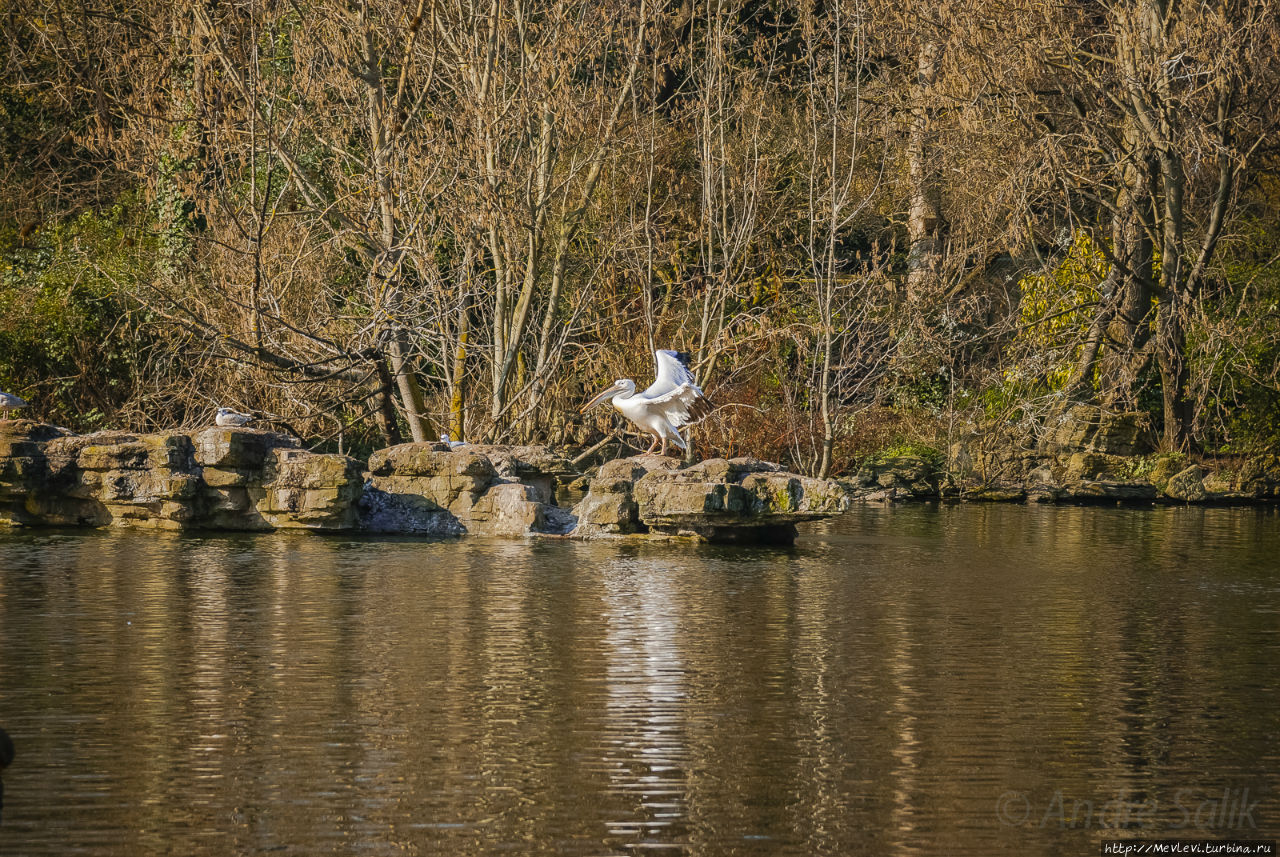 Любимый символ и протеже королевы Англии