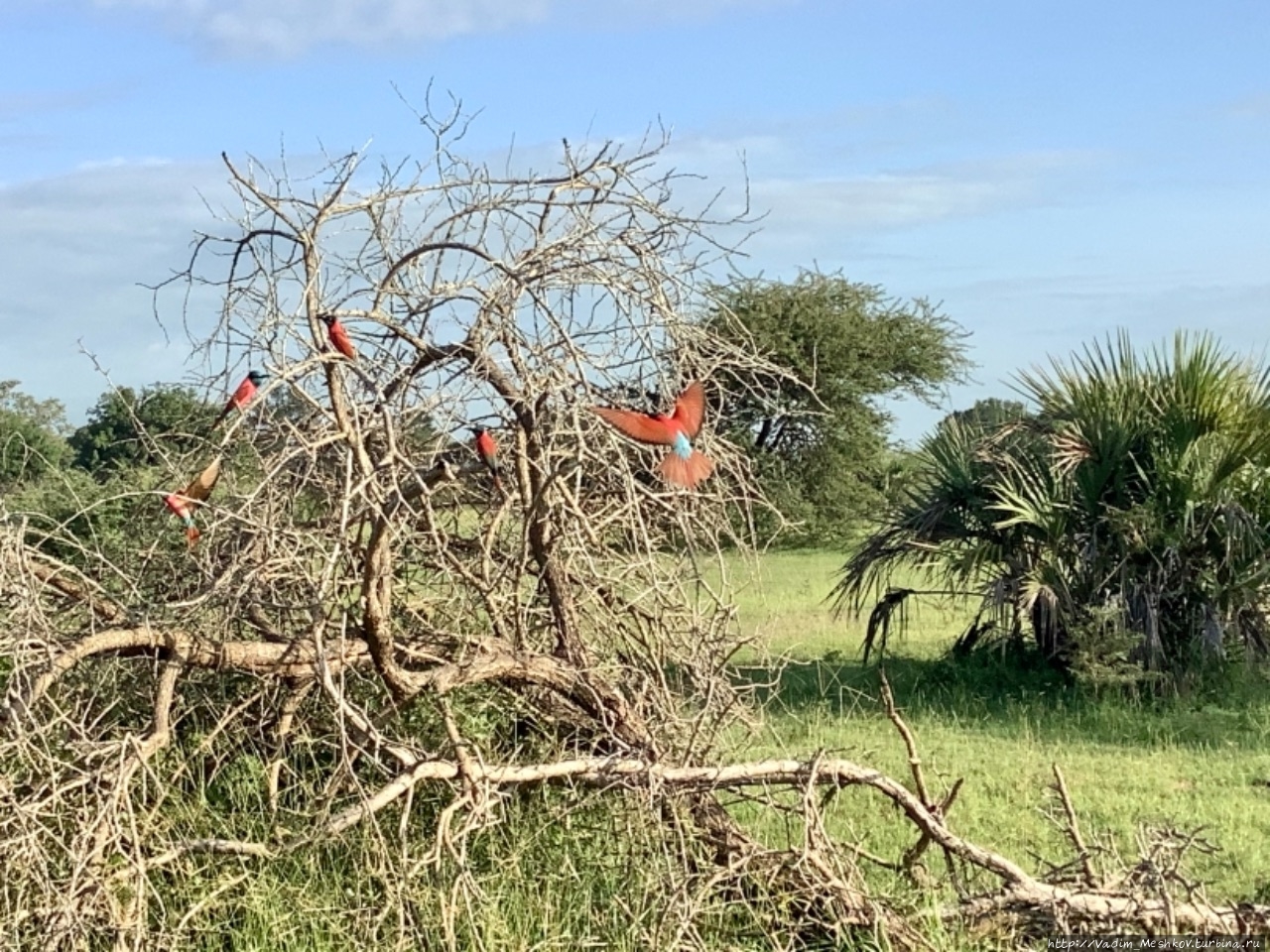 Райские птицы Заказник Селус, Танзания