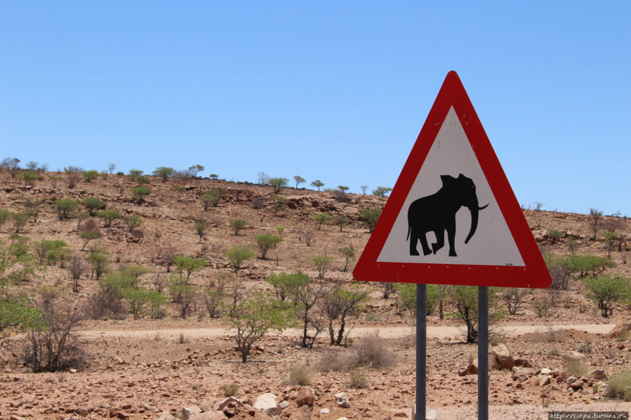 Сюда заглядывают и слоны, мы, правда, видели только следы их жизнедеятельности Каманжаб, Намибия