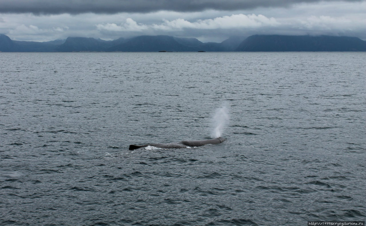 Мечта о живом ките Острова Лофотен, Норвегия