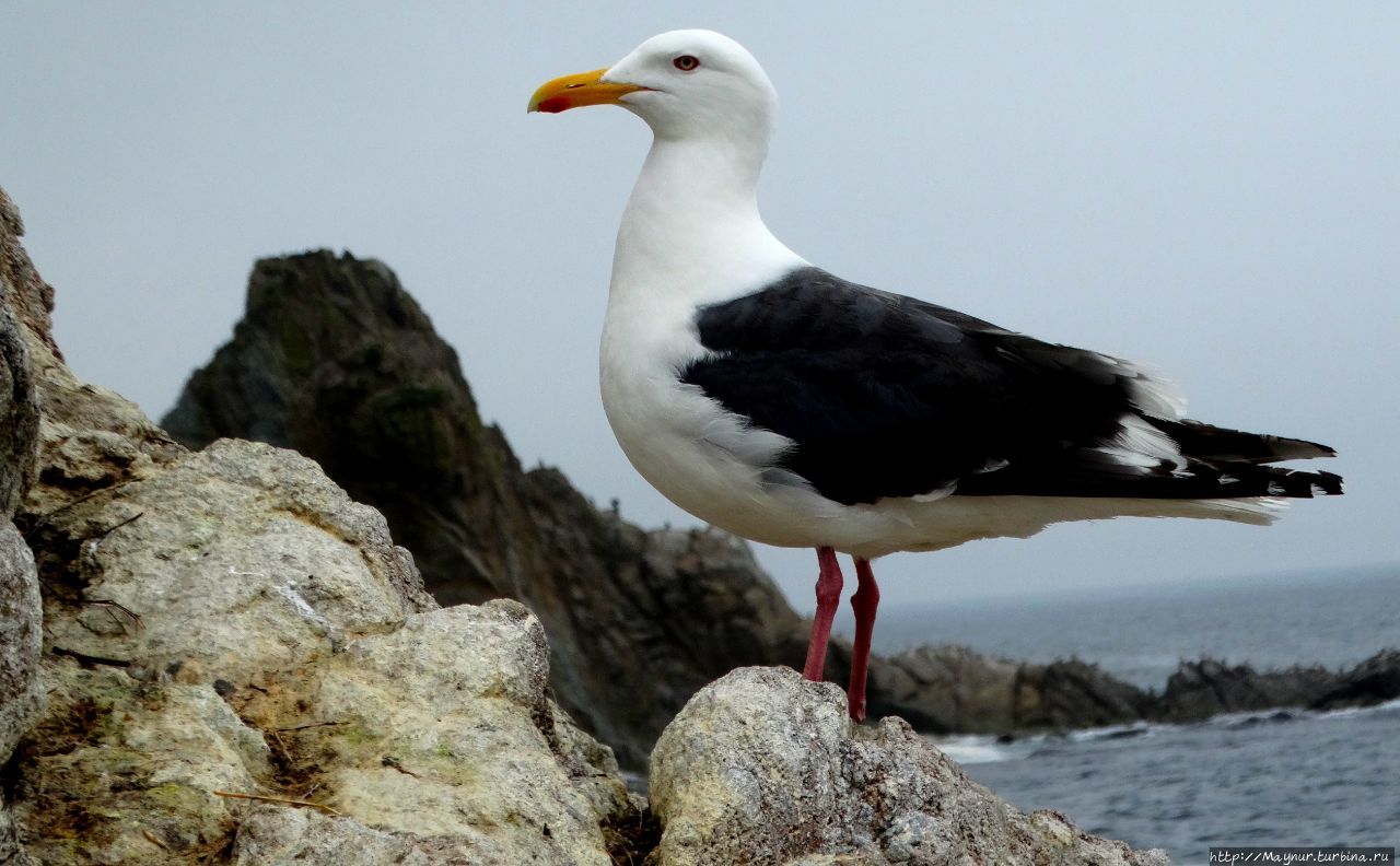 На стыке двух водных стихий. Маяк- призрак Мыс Анива, Россия На стыке двух водных стихий. Маяк- призрак Мыс Анива, Россия