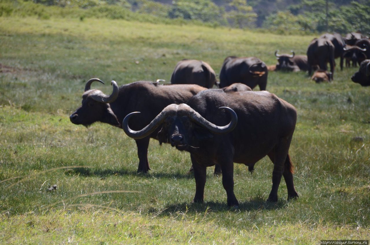 Стадо буйволов сначала направилось к нам, потом метрах в 30-ти развернулось и бежало. Моши, Танзания