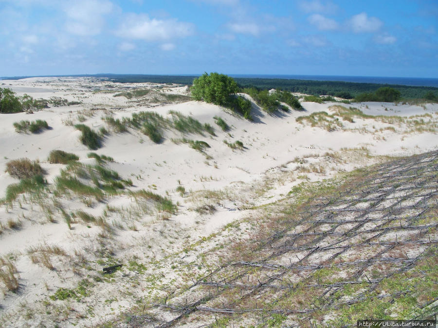 так укрепляют дюны Куршская Коса Национальный Парк, Россия