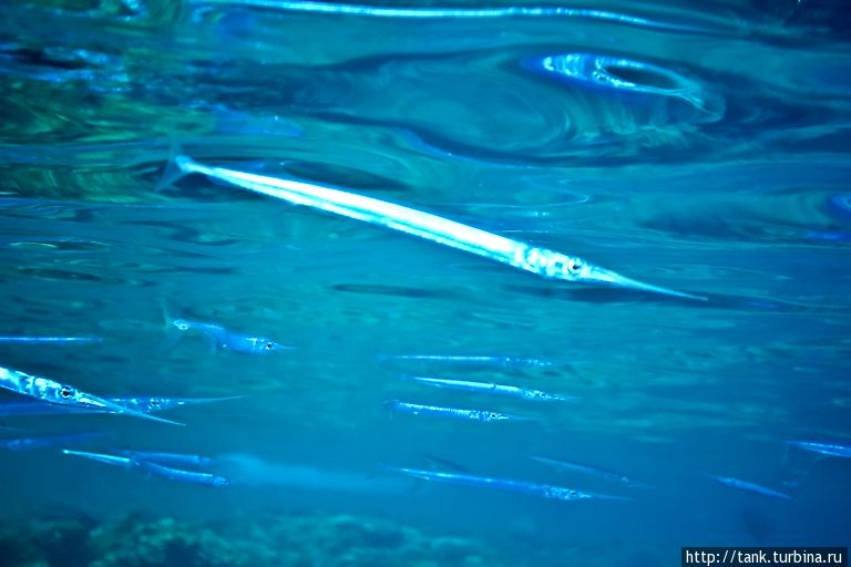 Короткорылый тилозур (Hound needlefish) Набк, Египет