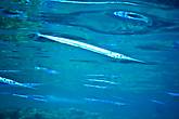 Короткорылый тилозур (Hound needlefish)