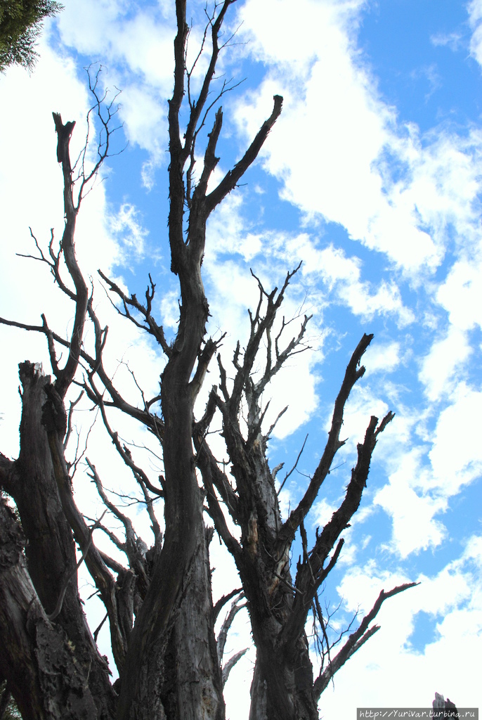 Деревья, высохшие от ветра, холода и недостатка влаги — типичный пейзаж многих мест Патагонии Лос-Гласьярес Национальный парк, Аргентина