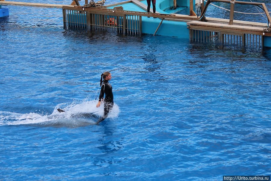 Шоу дельфинов