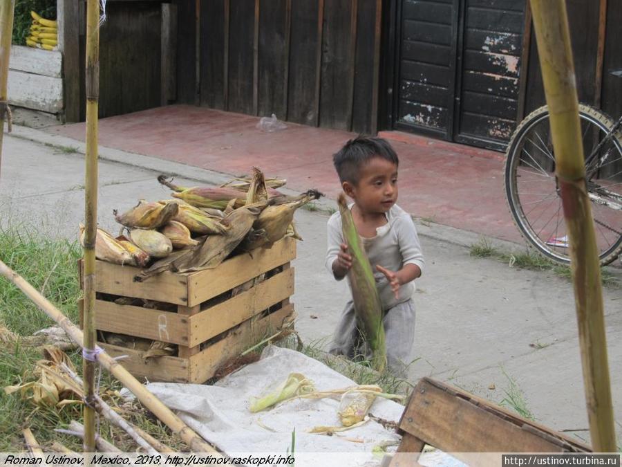 дети кукурузы Мексика