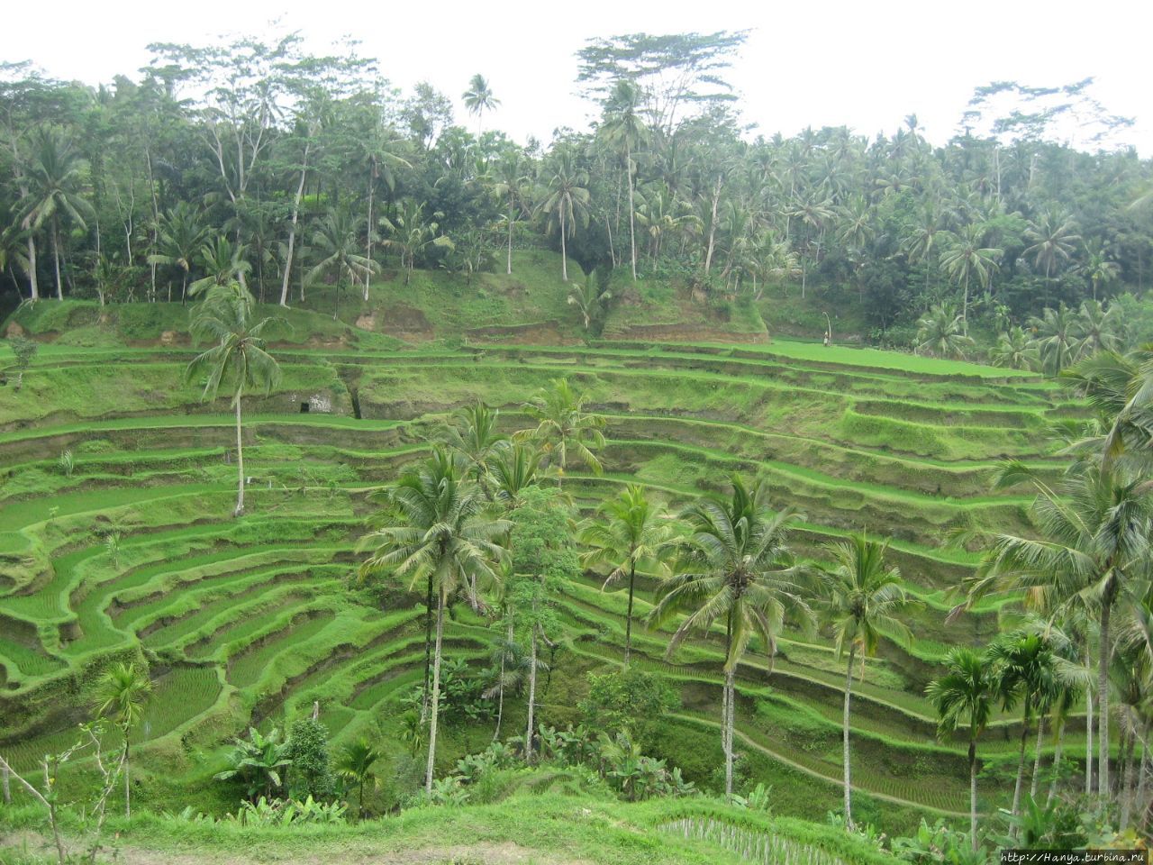 Рисовые террасы Тегалаланг Убуд, Индонезия