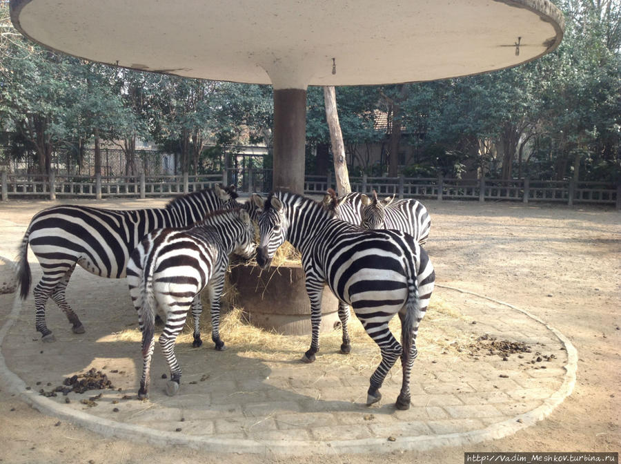Зебры в Шанхайском зоопарке Шанхай, Китай