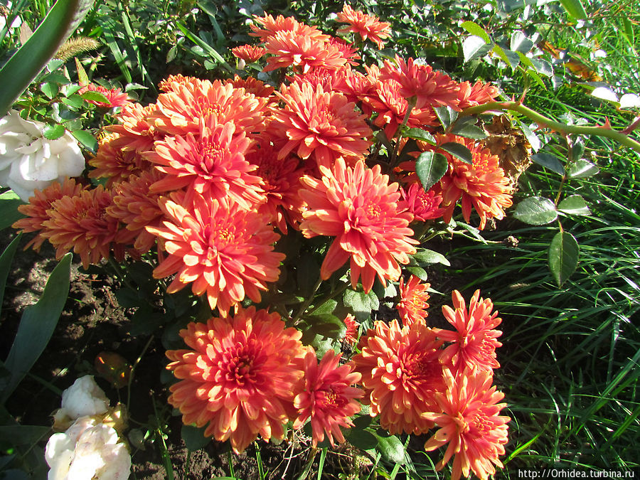 Теплое настроение Харьковская область, Украина