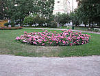 Розы в парке.