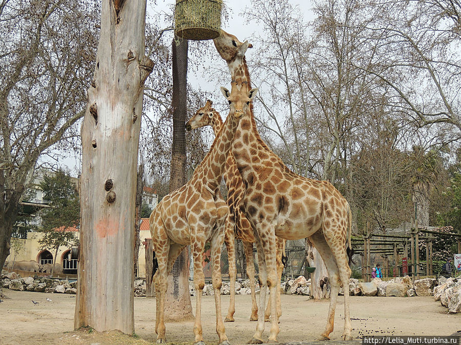 Лиссабонский ZOO-Дом Лиссабон, Португалия