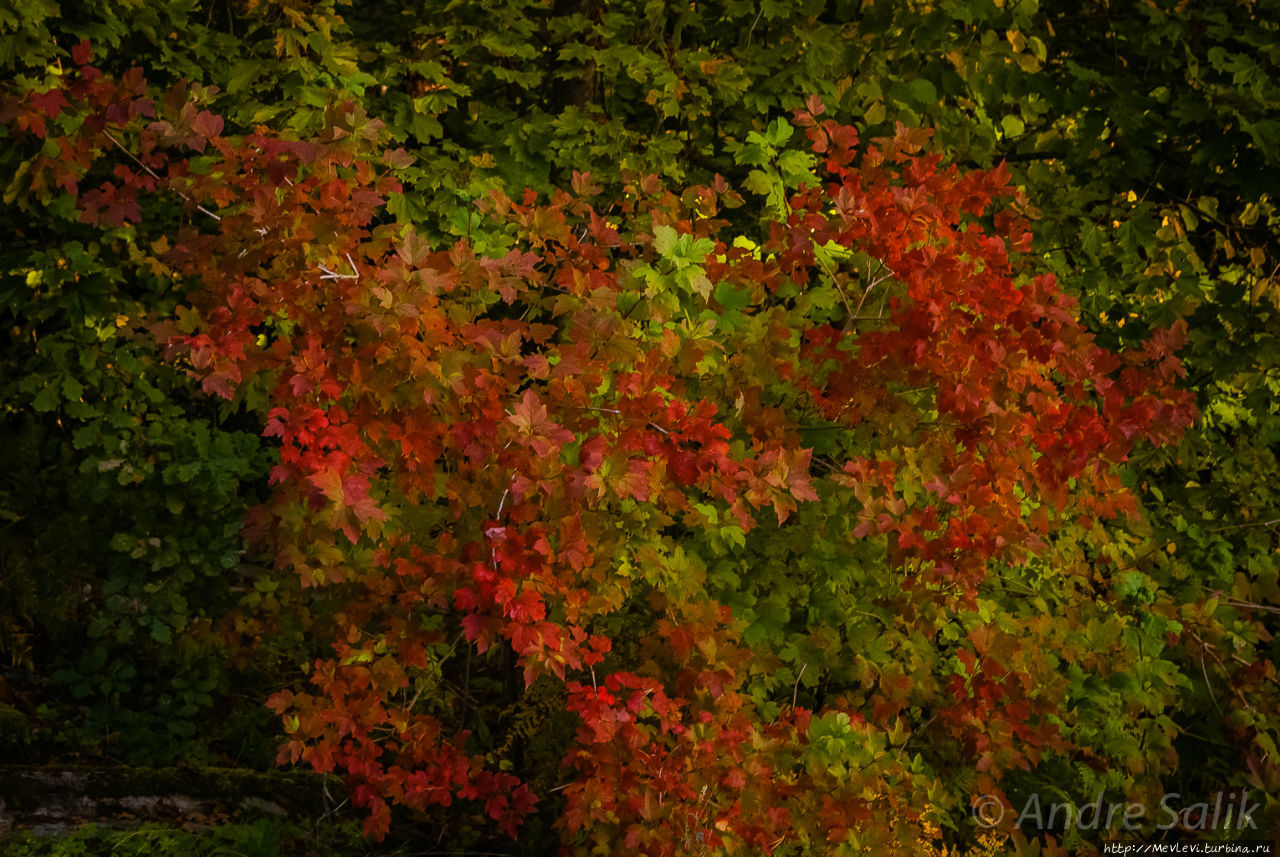В лесу до рассвета Сигулда, Латвия