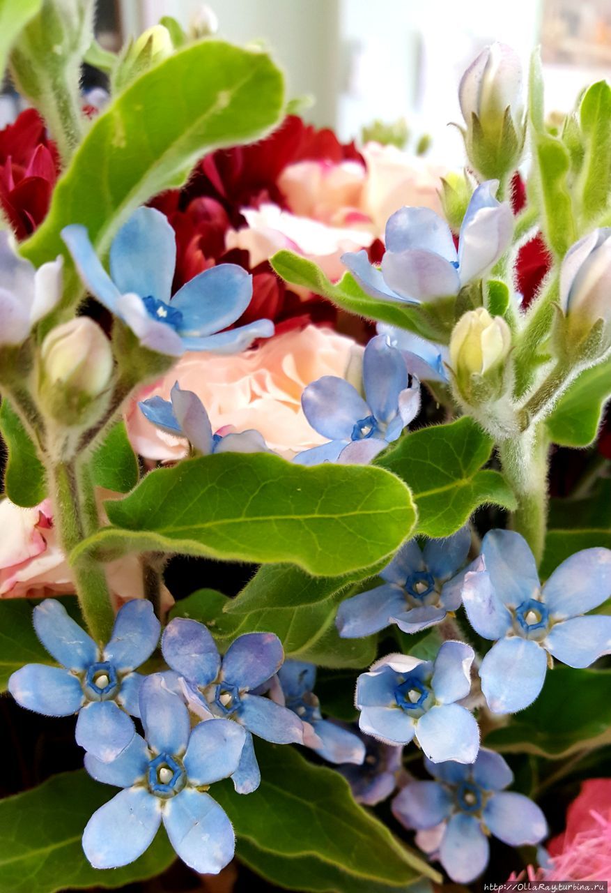 А название этих голубых цветов мы так и не смогли выяснить, хотя и очень старались. А название этих голубых цветов мы так и не смогли выяснить, хотя и очень старались.