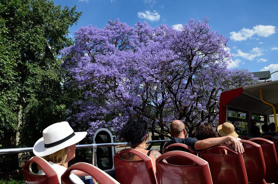 Весна и цветущая жакаранда Йоханнесбург, ЮАР