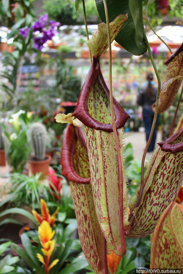 Bloemenmarkt — цветочный рынок Амстердама Амстердам, Нидерланды