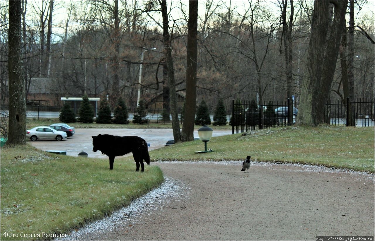 Чёрный пёс, Ворона и французская песня Salut Ломоносов, Россия
