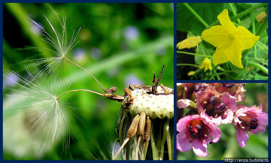 Дачная феерия