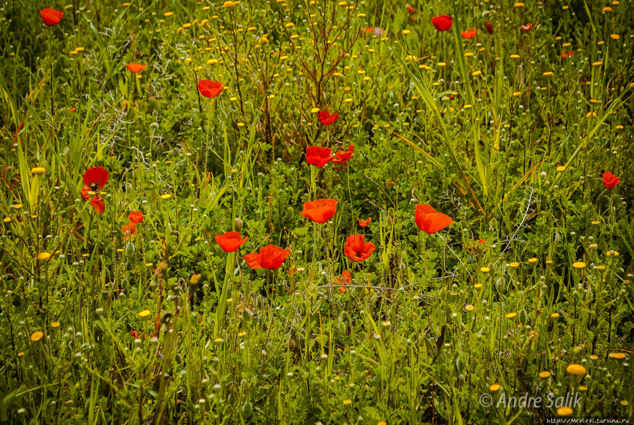 Поле маков Ситжес, Испания