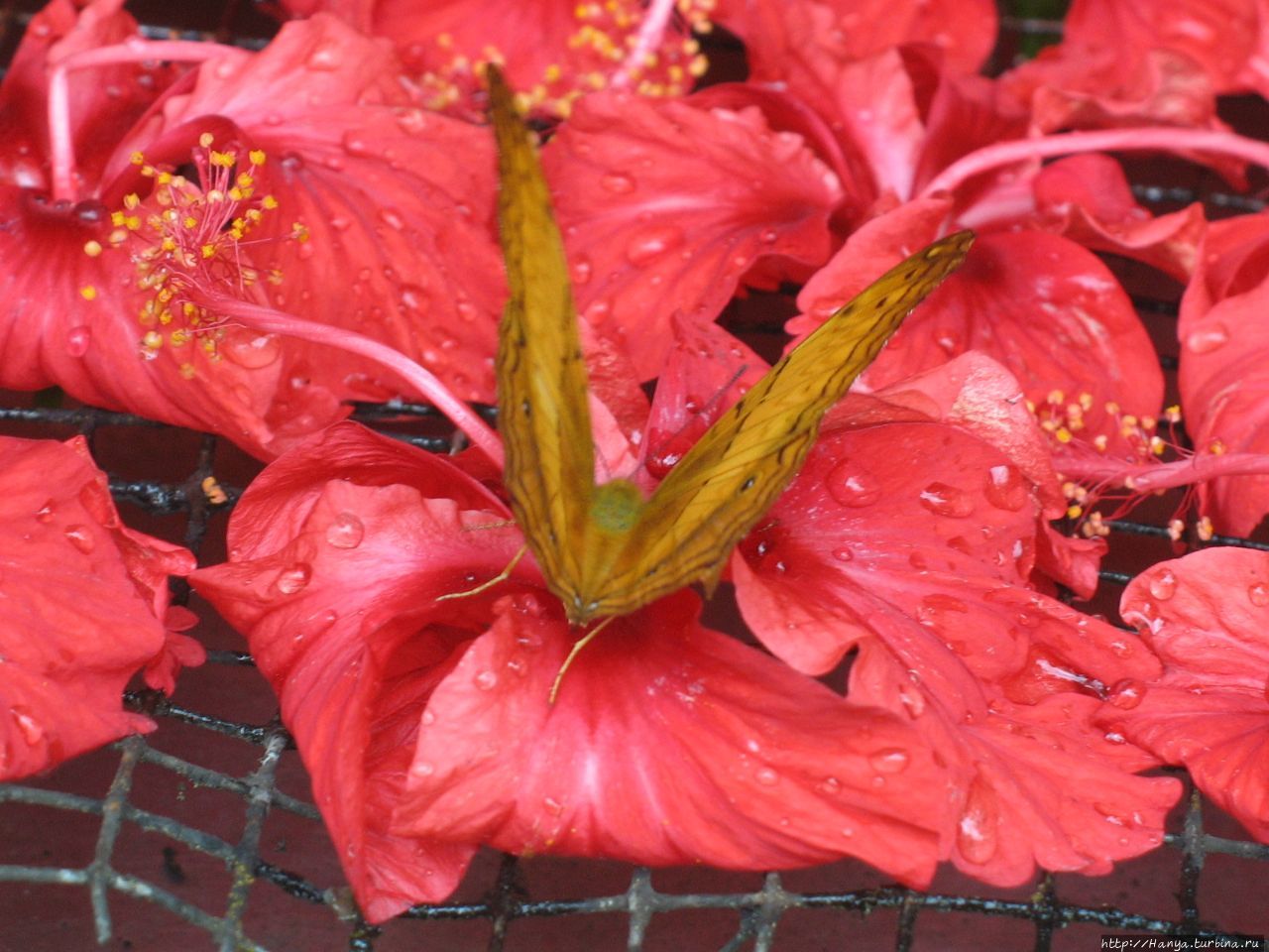 Парк бабочек