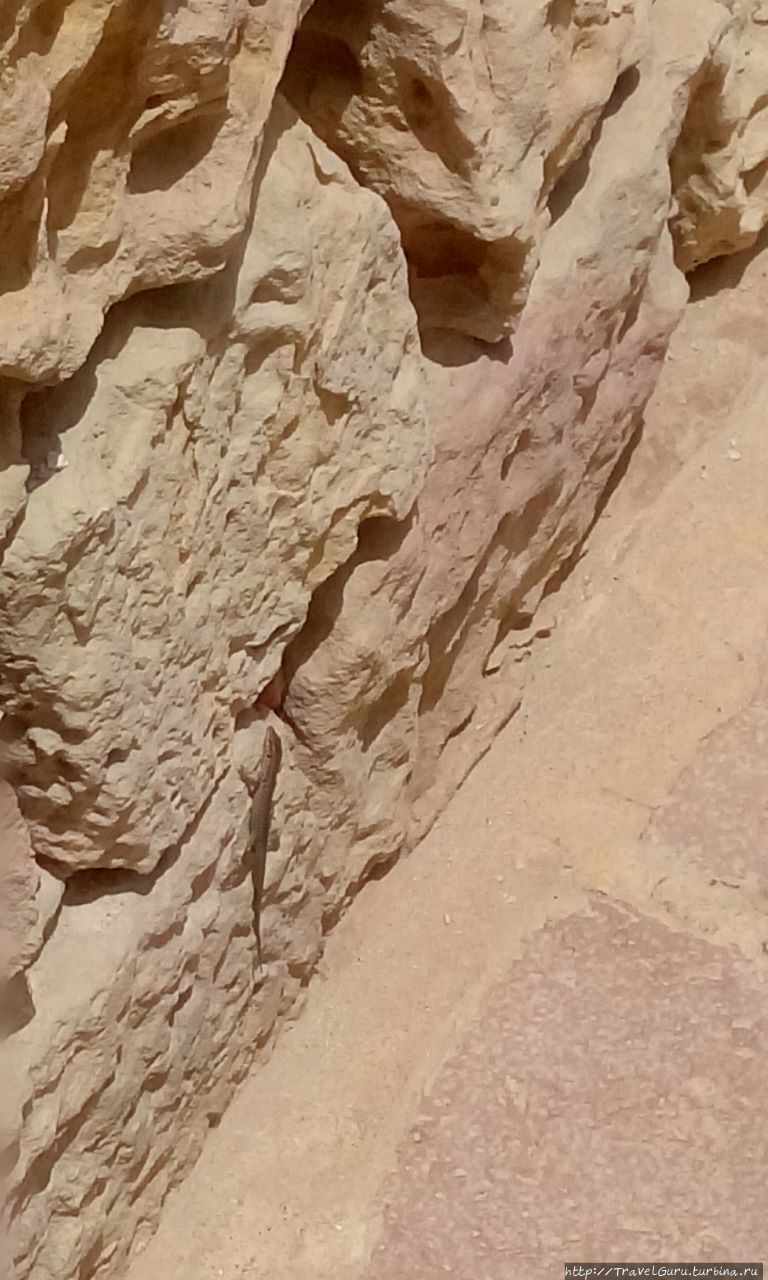 Ящерицы беззастенчиво бегают по камням остатков старинных зданий Виктория, Мальта