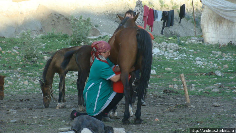 Дойка кобылы Киргизия