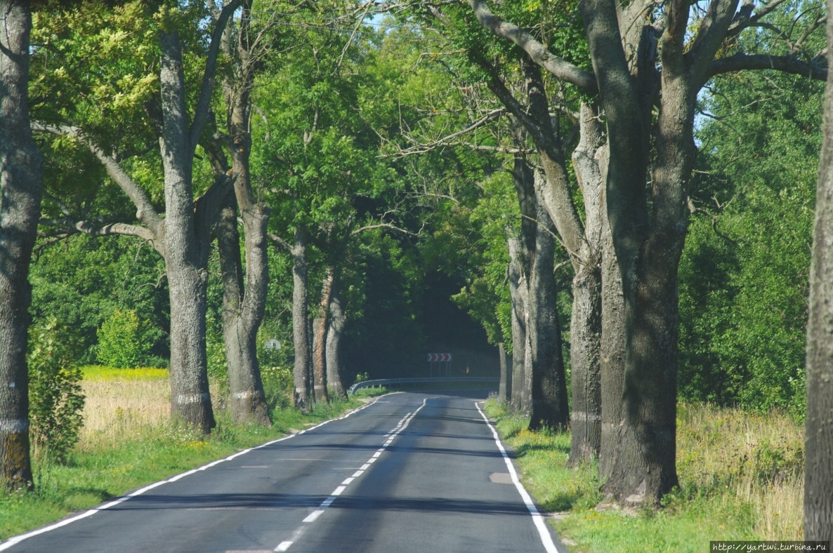 В западной части Калининградской области, путешествуя на автобусе, мы ездили по старым немецким дорогам. Они узкие и местами полностью закрыты кронами старых деревьев, поэтому транспорт здесь идет с не очень большой скоростью и есть время все внимательно осмотреть.