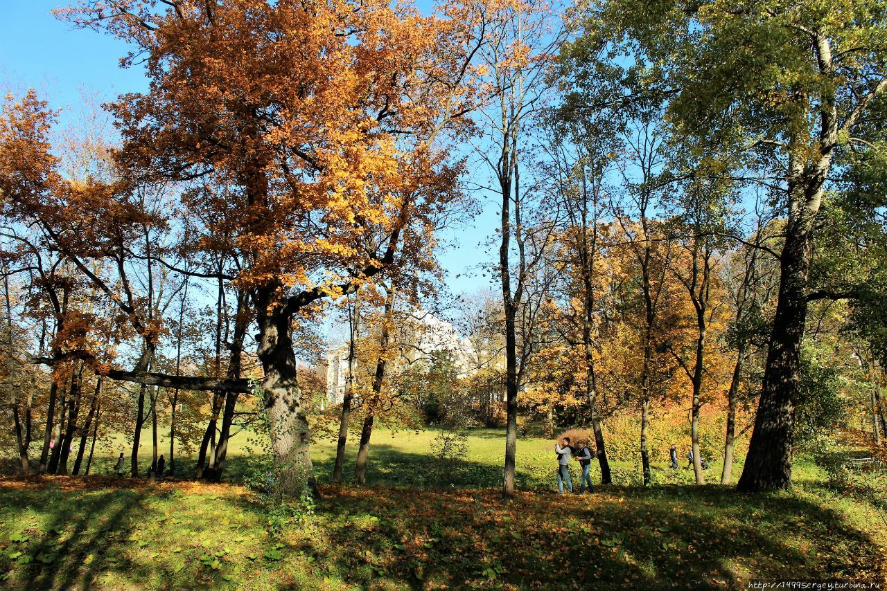 Золотая осень в Павловском парке, какой не было 130 лет #2