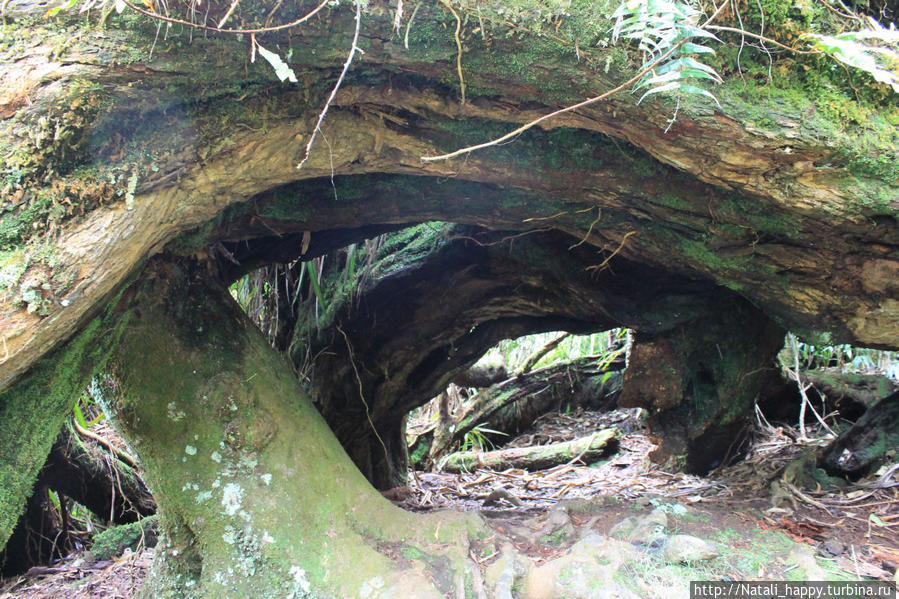 Сердце Реюньона в месте заповедном Салази, Реюньон