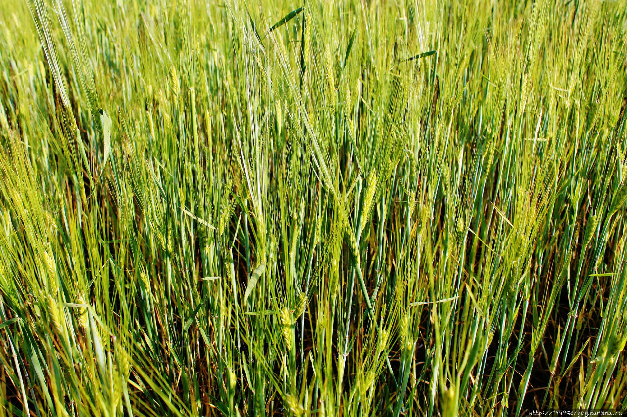 Воспоминания #3 Санкт-Петербург и Ленинградская область, Россия