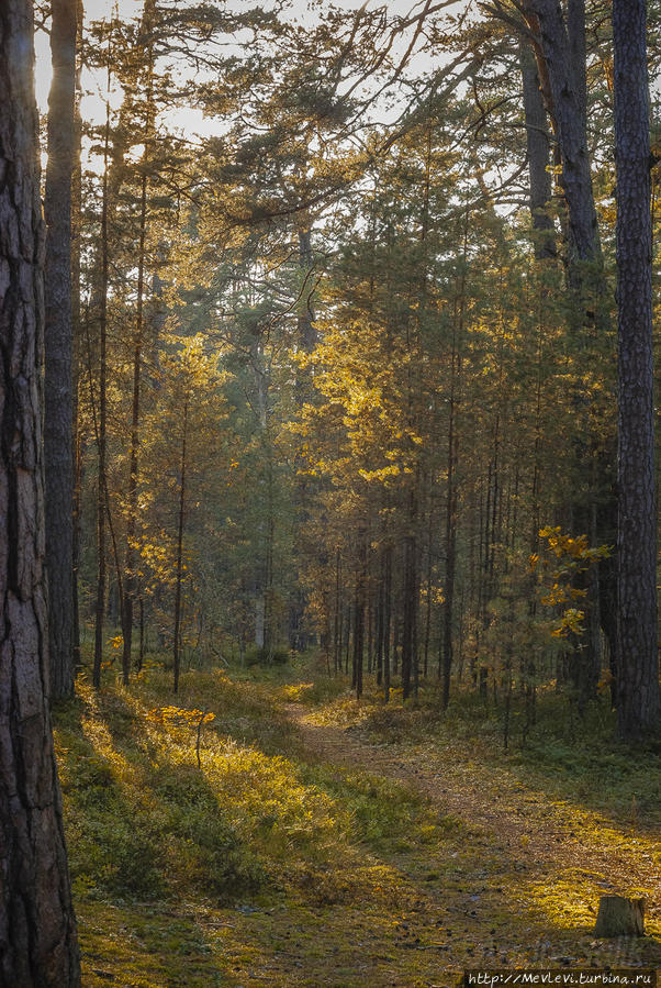 Прогулка в осеннем Лиелупе Юрмала, Латвия