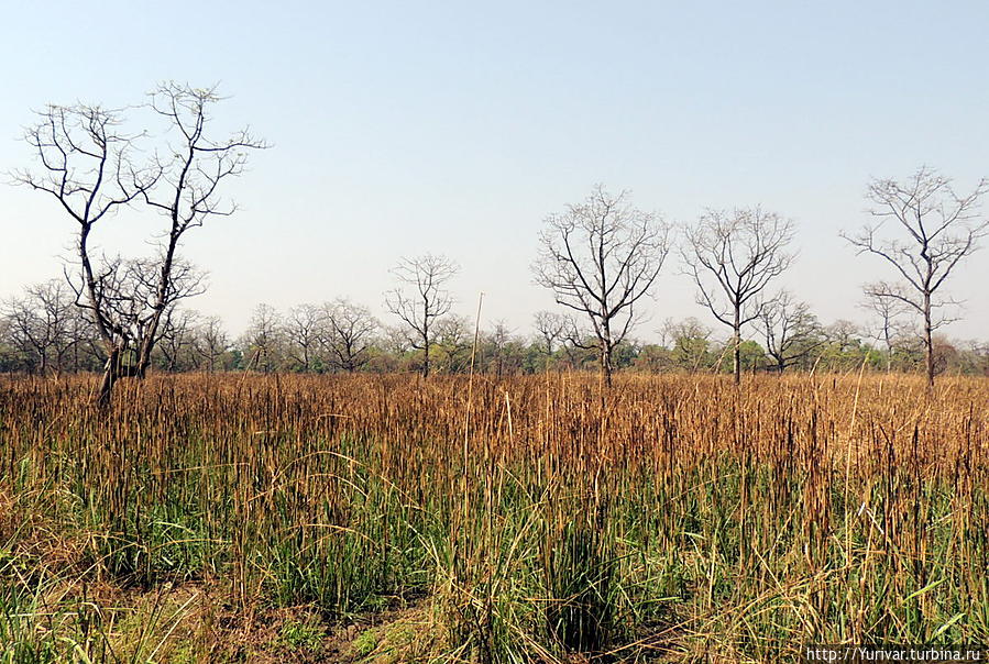 В Читванском парке практикуют выжигание старой травы