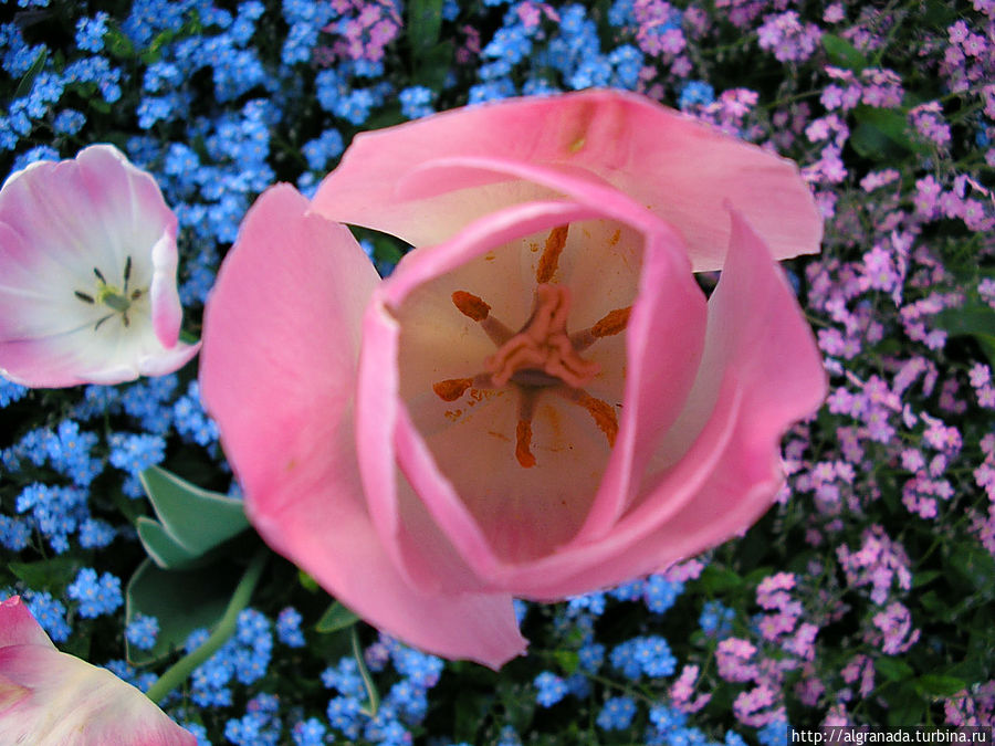 Остров Майнау / Blumeninsel Mainau