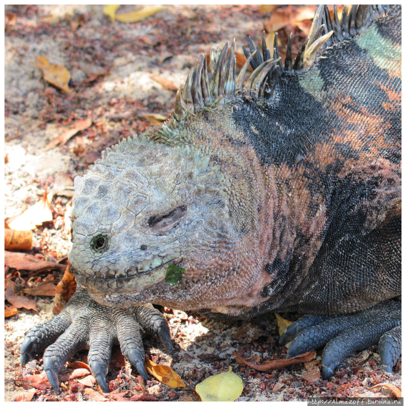 Эквадорский дневник. Черепахи на Галапагосах. Галапагосские острова, Эквадор
