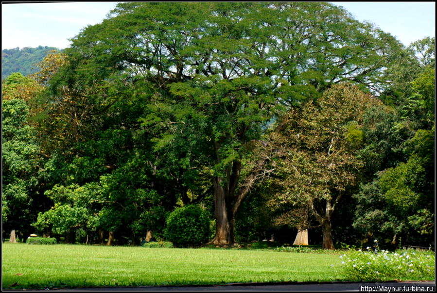 Фикус  Бенджамина.  Огромное  дерево,  которое  своей  кроной  покрывает  площадь  в  1900  кв. м.  Считается  самым  большим  деревом  на  Шри  Ланке. Перадения, Шри-Ланка