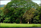 Фикус  Бенджамина.  Огромное  дерево,  которое  своей  кроной  покрывает  площадь  в  1900  кв. м.  Считается  самым  большим  деревом  на  Шри  Ланке.