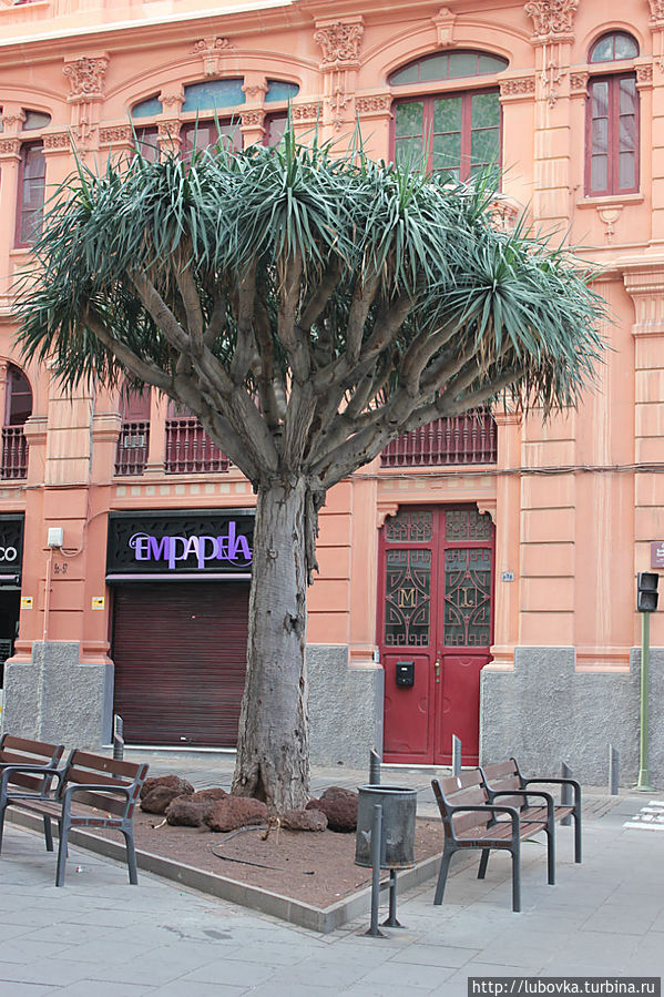 Священное дерево Канарских островов — Драконово Дерево .