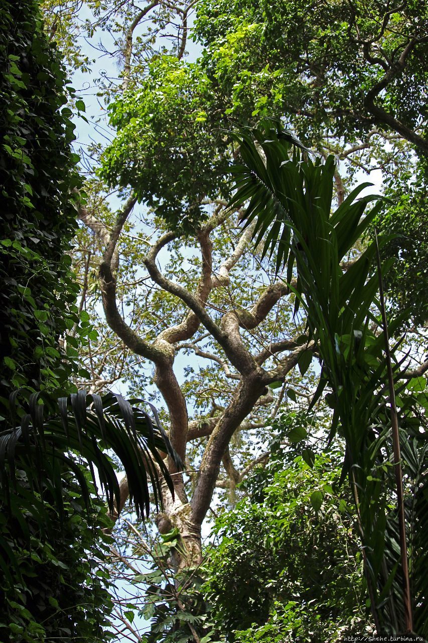 Обитатели Ботанического сада в Этеббе. Флора