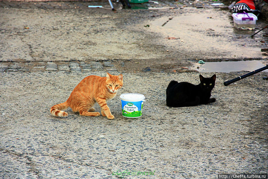 Стамбул — город кошек Стамбул, Турция