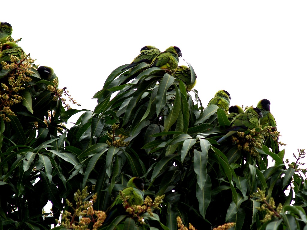 Бананы сорта. Гондурас банановые плантации. Довольно бананы. Сосиска в банане. Эквадор бананы.