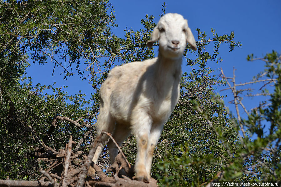 Летающие козы Марокко