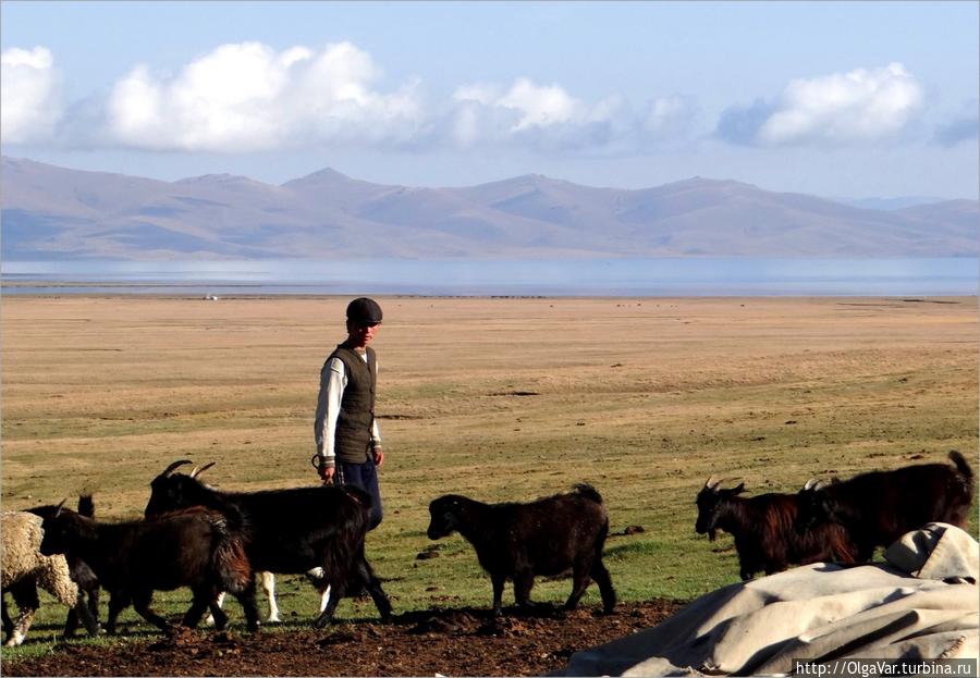 Подпасок соседа Озеро Сон-Куль, Киргизия