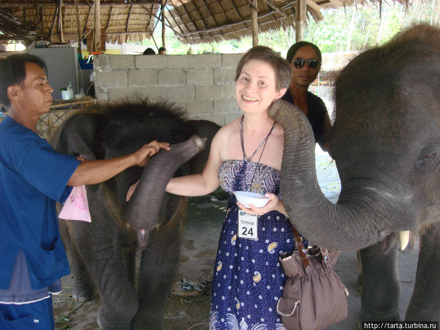 Слоновьи поцелуи Пхукет, Таиланд