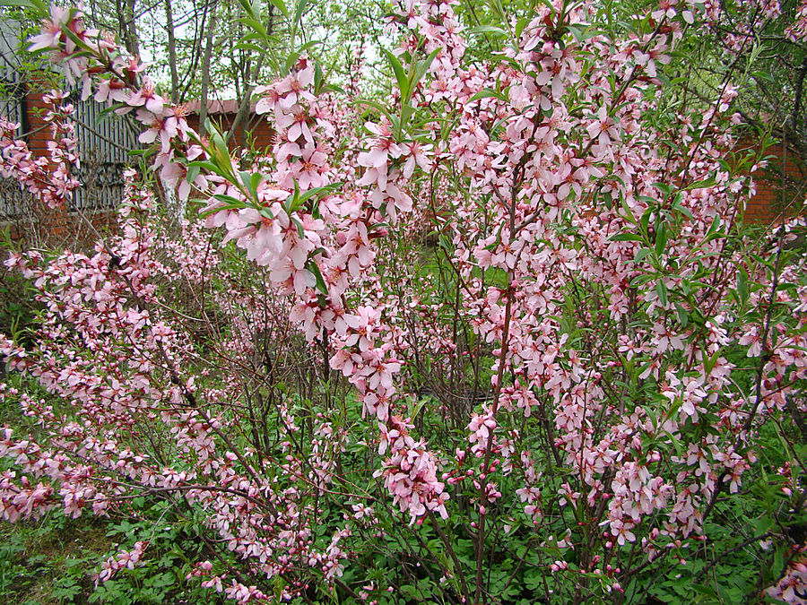 Моя сакура Москва, Россия