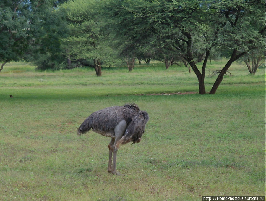страус-йог Этоша Национальный Парк, Намибия